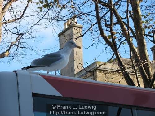 Riding the Dublin Bus